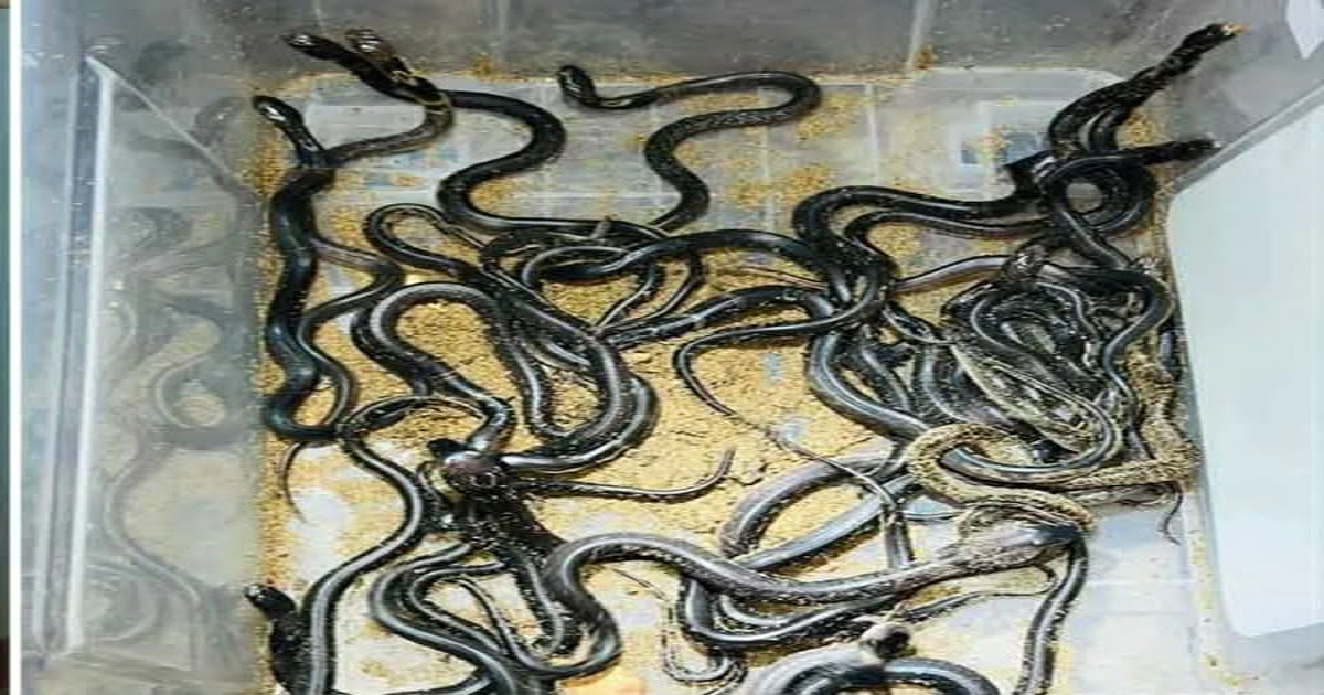 বোয়ালখালীতে উদ্ধার করা ডিম ফুটে জন্ম নিল ৫০ পদ্ম গোখরো