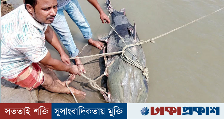 ব্রহ্মপুত্রে ৯০ কেজির বাঘাইড়, ১ লাখ ১০ হাজারে কিনে বিক্রি ১ লাখ ৩৫ হাজার টাকায়