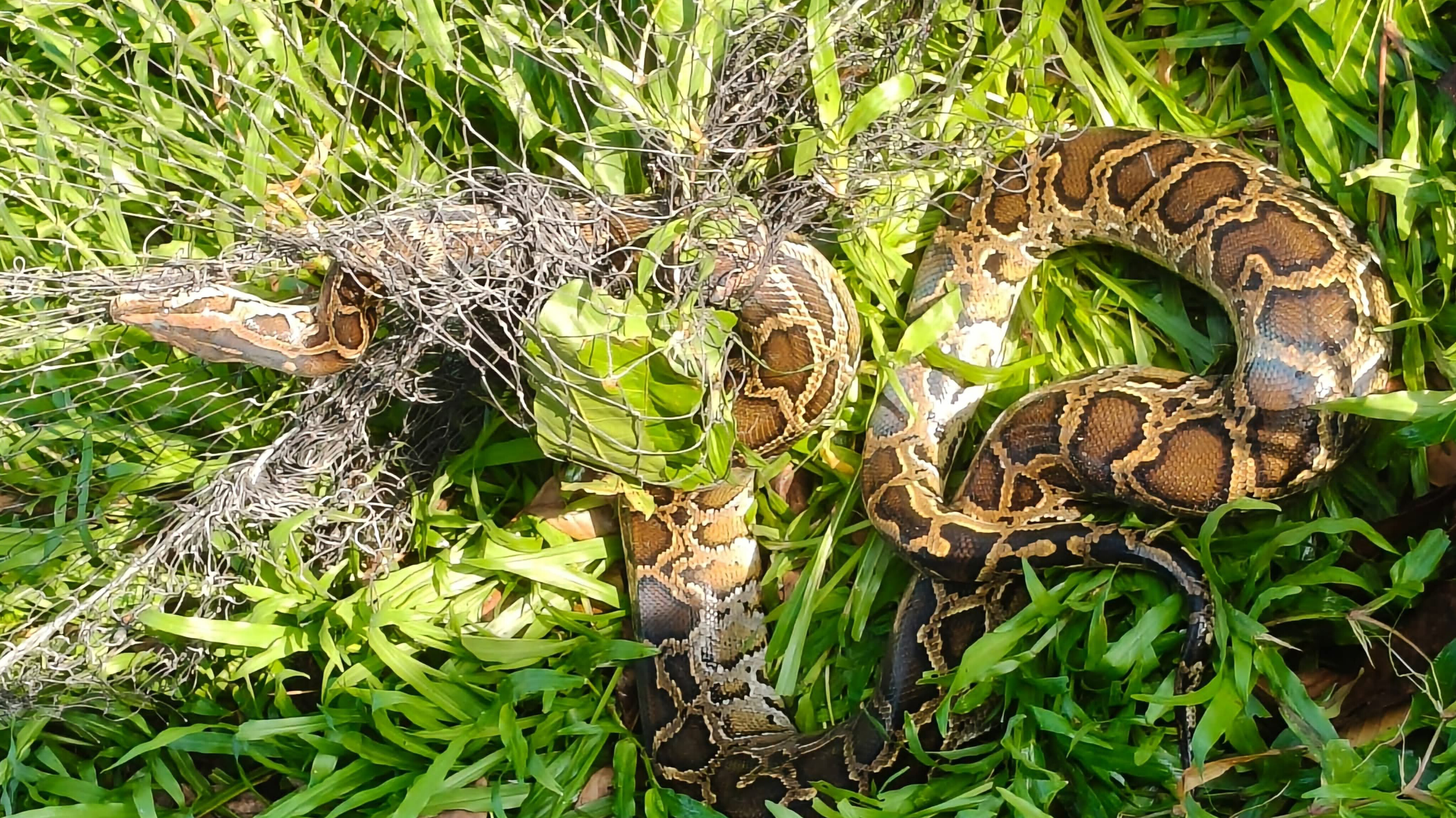 ফটিকছড়িতে পরিত্যক্ত জালে আটকা পড়ল অজগর সাপ