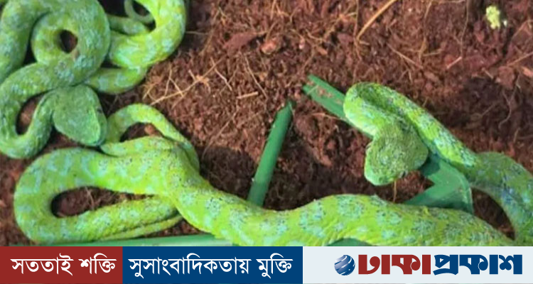 জার্মান বিমানবন্দরে স্যুটকেসে ৯২ সরীসৃপ, উদ্ধার ৩৭ বিষাক্ত সাপ