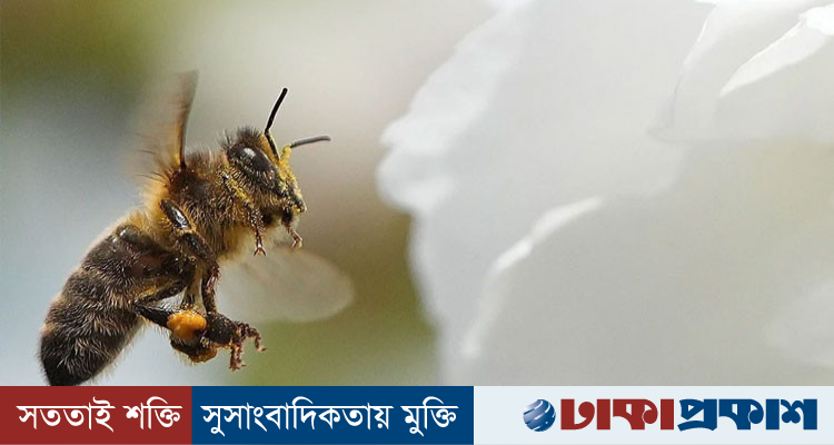 ইউরোপজুড়ে কমছে বন্য মৌমাছি, পরাগায়ন সংকটে বড় পরিবেশ বিপর্যয়ের শঙ্কা