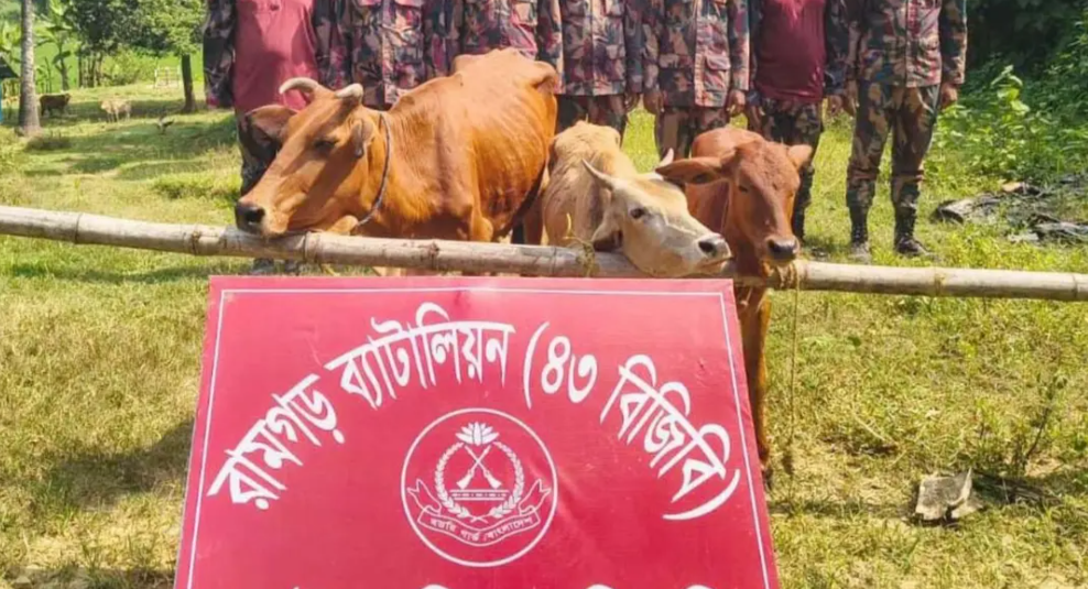 মিরসরাই সীমান্তে দুই লাখ টাকার ভারতীয় গরু জব্দ