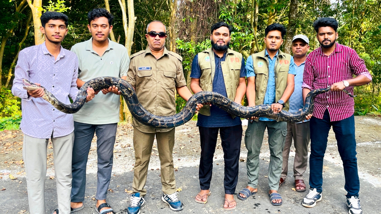 মিরসরাইয়ে পুকুরে মিলল ১২ ফুট অজগর, মহামায়া ইকোপার্কে অবমুক্ত