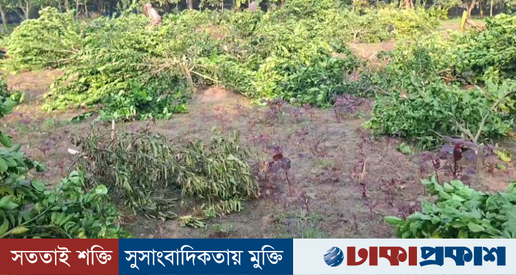 চুয়াডাঙ্গার জীবননগরে রাতের আঁধারে মাল্টা ও কলাগাছ কাটার অভিযোগ, ক্ষতিগ্রস্ত কৃষক