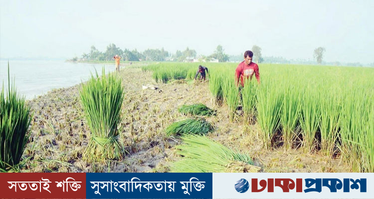 তিস্তার ভাঙনে বিলীন ঘরবাড়ি-ফসলি জমি, গরুর খাবার হচ্ছে কৃষকের স্বপ্নের আমন ধান