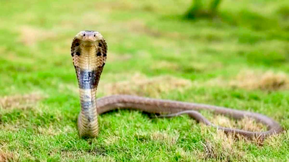 মিরসরাইয়ে সাপের কামড়ে প্রাণ গেল মাদরাসাছাত্রের